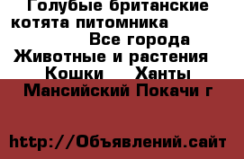 Голубые британские котята питомника Silvery Snow. - Все города Животные и растения » Кошки   . Ханты-Мансийский,Покачи г.